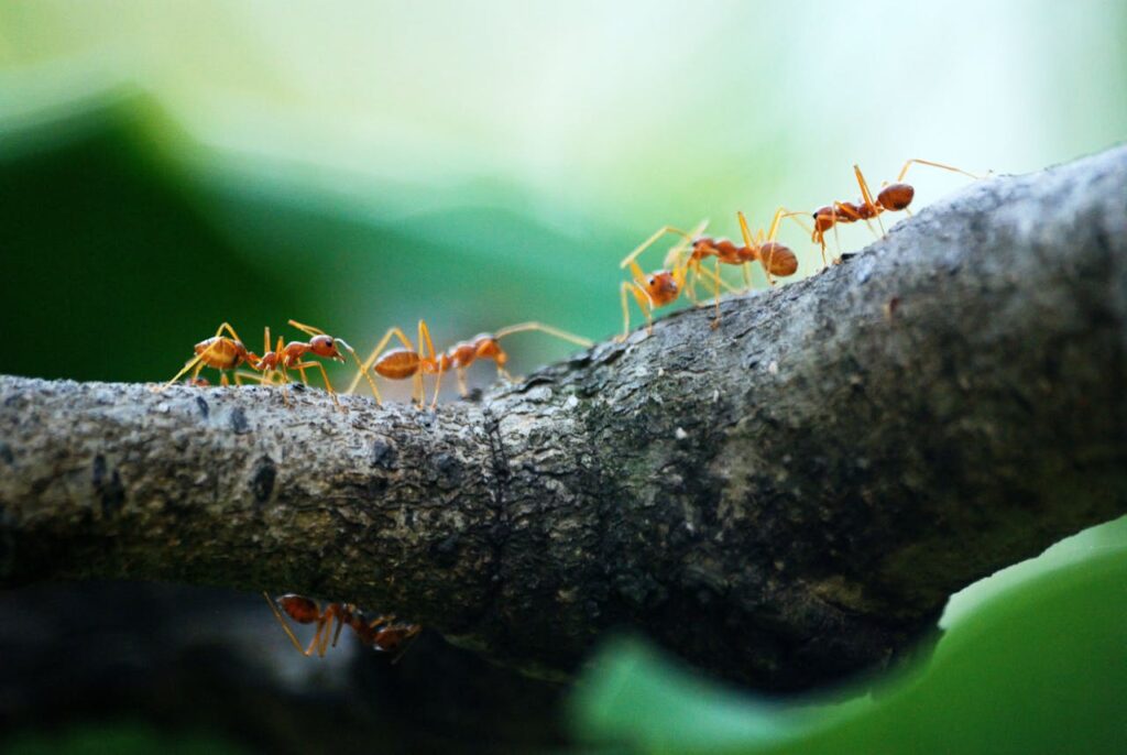 Hormigas caminando sobre una rama del bosque.